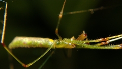 Tetragnatha hasselti