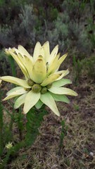 Leucadendron elimense elimense
