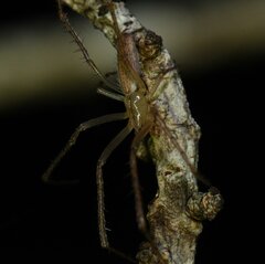 Larinia