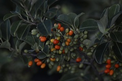 Erythroxylum argentinum