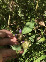 Prunella vulgaris