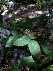 Nothofagus alpina