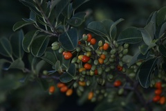 Erythroxylum argentinum