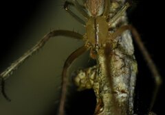 Larinia