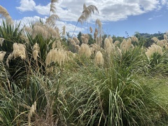 Austroderia richardii