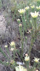 Leucadendron elimense elimense
