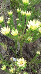 Leucadendron elimense elimense