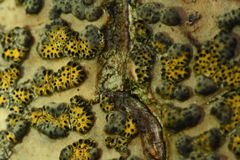 Trypethelium eluteriae