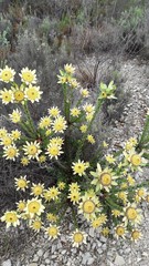 Leucadendron elimense elimense