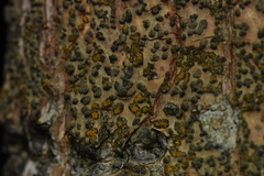 Trypethelium eluteriae