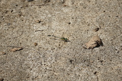 Austrogomphus amphiclitus