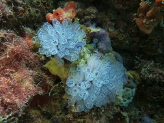 Clavelina moluccensis