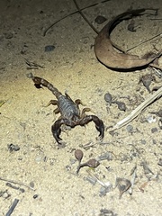 Urodacus manicatus