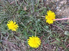 Taraxacum longicorne