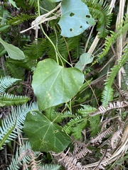 Pericampylus glaucus