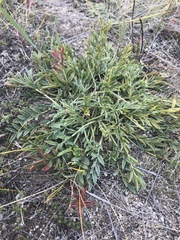 Oxytropis peschkovae