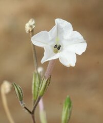 Nicotiana simulans