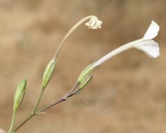 Nicotiana simulans