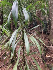 Cordyline petiolaris