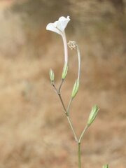 Nicotiana simulans