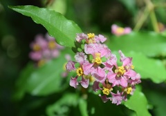 Malpighia glabra