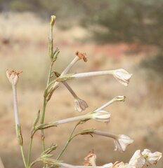 Nicotiana simulans