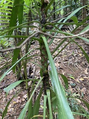 Cordyline petiolaris
