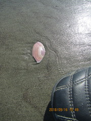 Gari lineolata