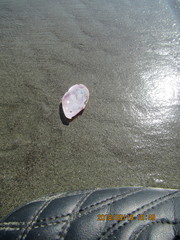 Gari lineolata