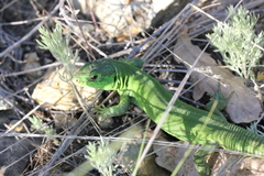 Lacerta agilis exigua