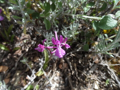 Orchis anatolica