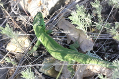 Lacerta agilis exigua