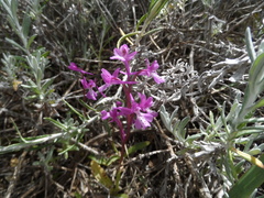 Orchis anatolica