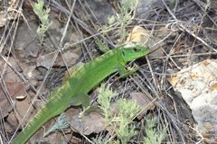 Lacerta agilis exigua