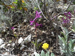 Orchis anatolica