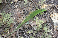 Lacerta agilis exigua