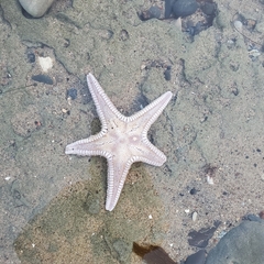 Astropecten verrilli