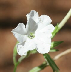 Nicotiana gascoynica