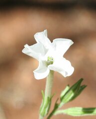 Nicotiana gascoynica