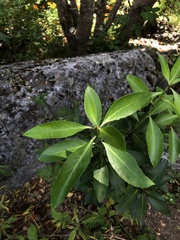 Maytenus magellanica