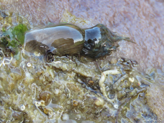 Bellactis ilkalyseae