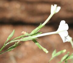 Nicotiana gascoynica