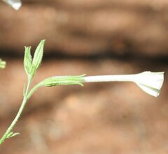 Nicotiana gascoynica