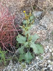 Senecio mohavensis