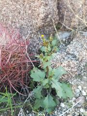 Senecio mohavensis