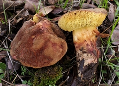 Xerocomellus dryophilus