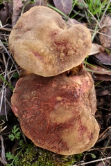 Xerocomellus dryophilus