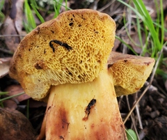 Xerocomellus dryophilus