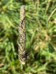Claviceps purpurea