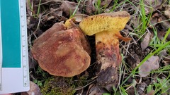 Xerocomellus dryophilus